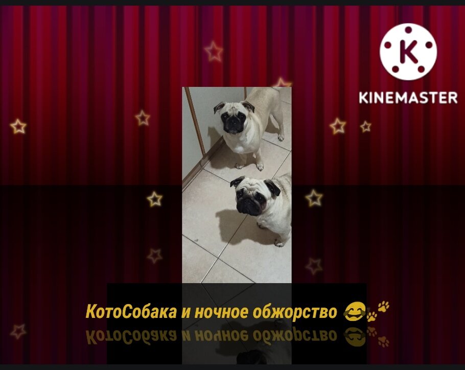 Фото снято автором канала КотоСобака