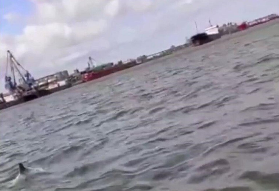     Дельфин сопровождает лодку рыбаков, которая проплывает по реке Дон мимо Ростовского порта. Фото: очевидцы события.