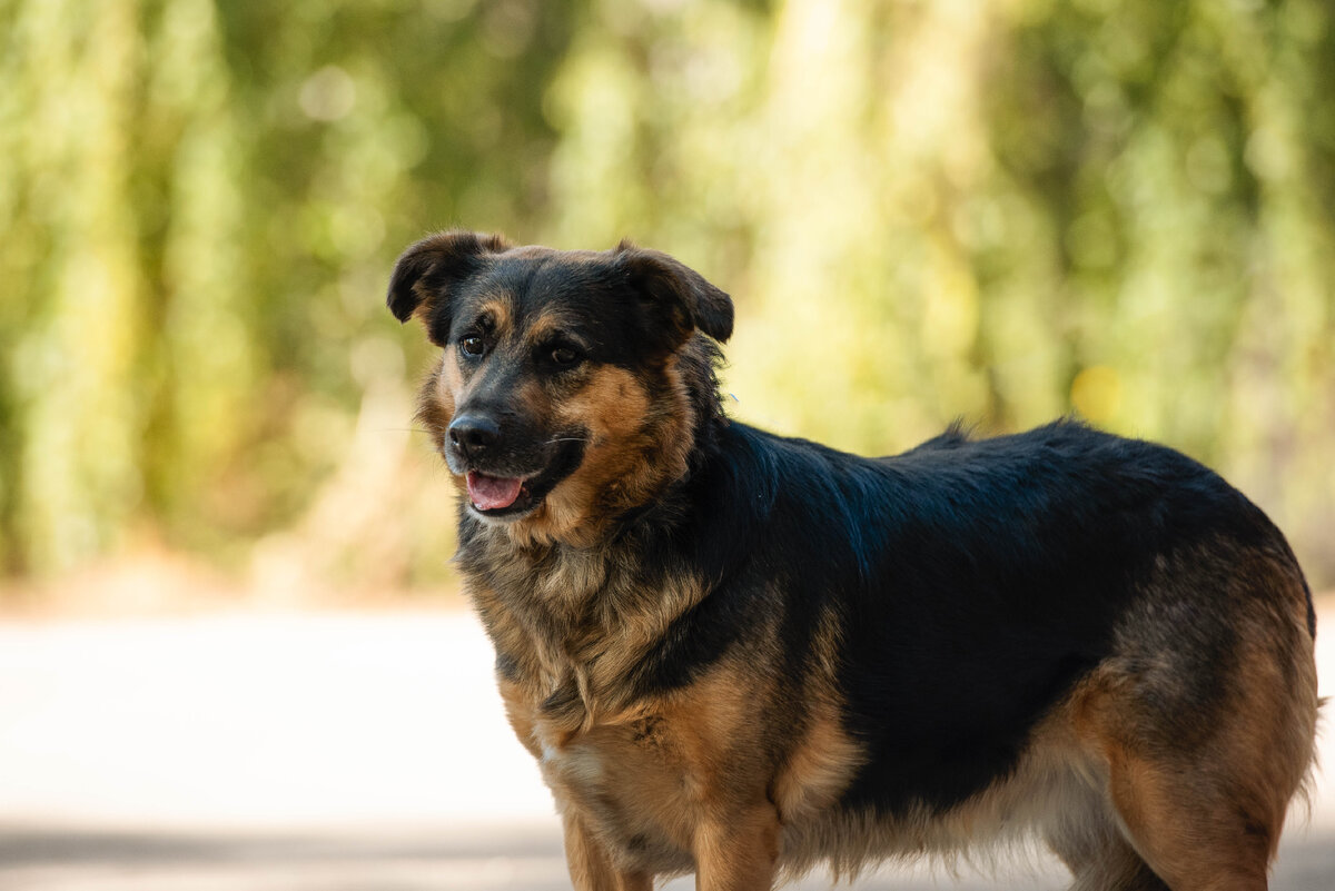 Сильва умеет быть "плюшевой" рядом с друзьями. Сильве около 4 лет. Среднего размера (50 см в холке). Прекрасно ладит с соседом Мишкой.