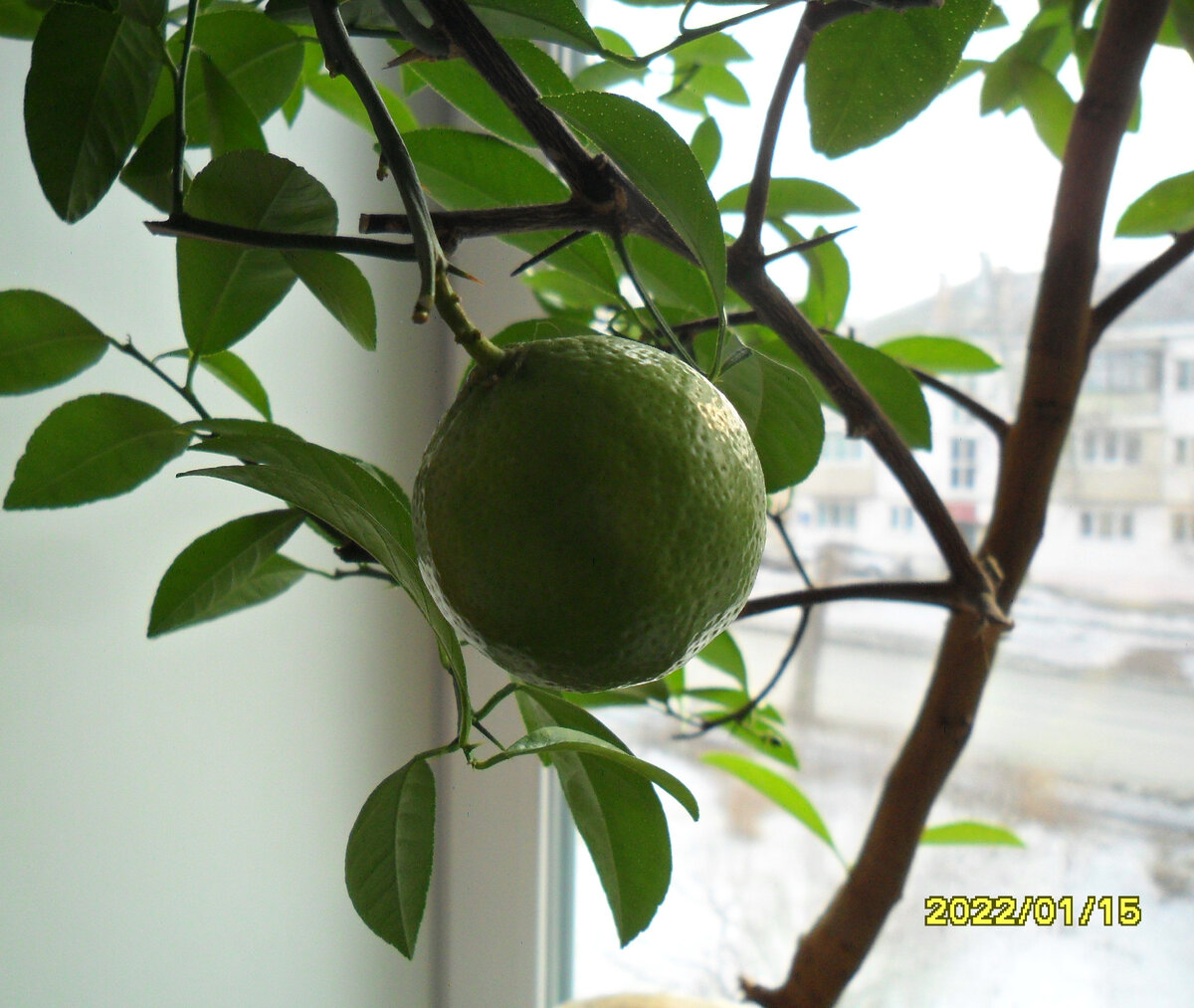 Плодоносящий лайм в январе