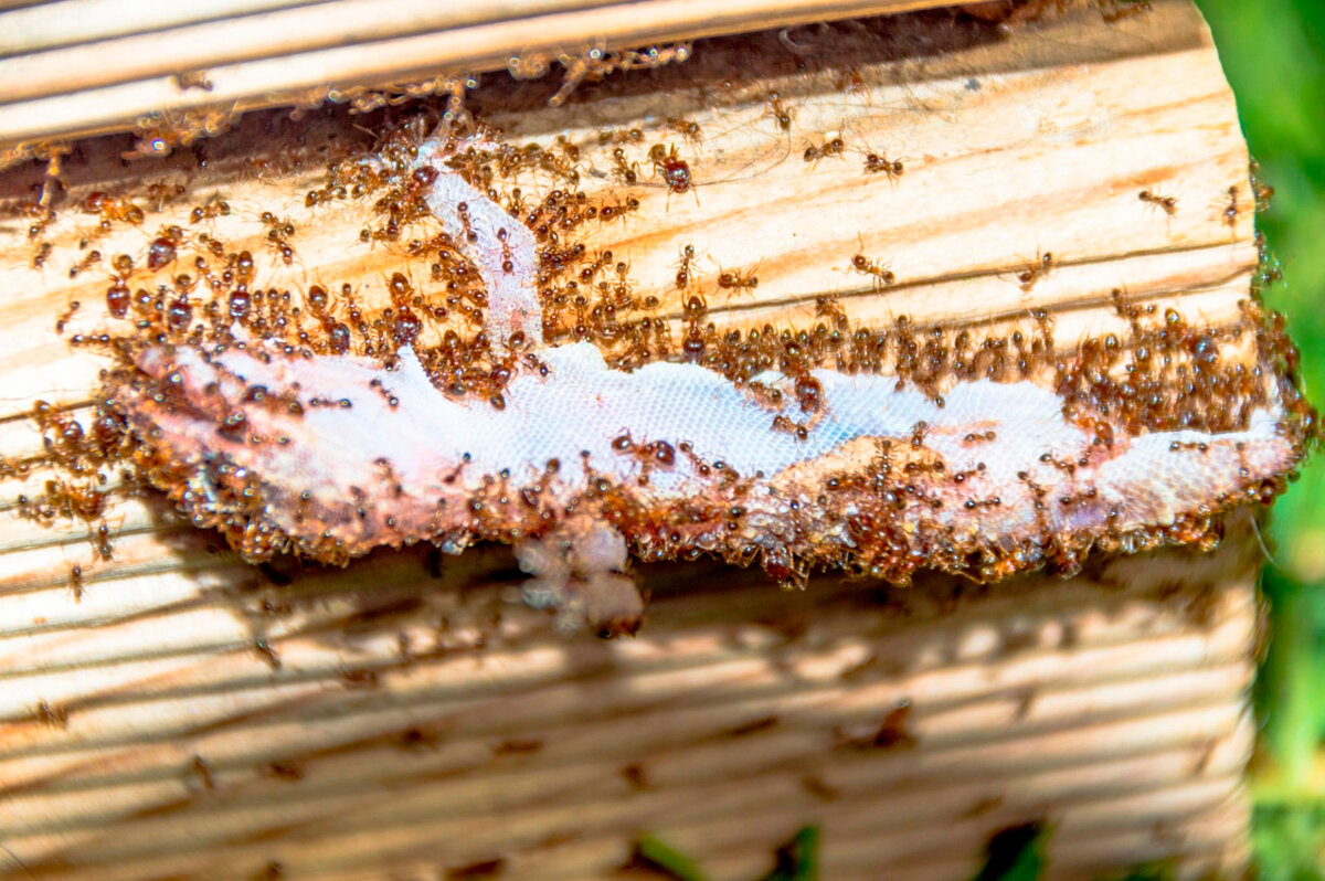 Частая проблема многих дачников.