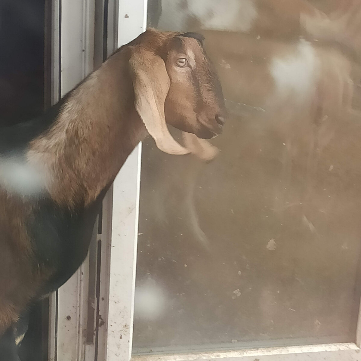 100% нубиец от заводчиков Летягиных, Беляевых.