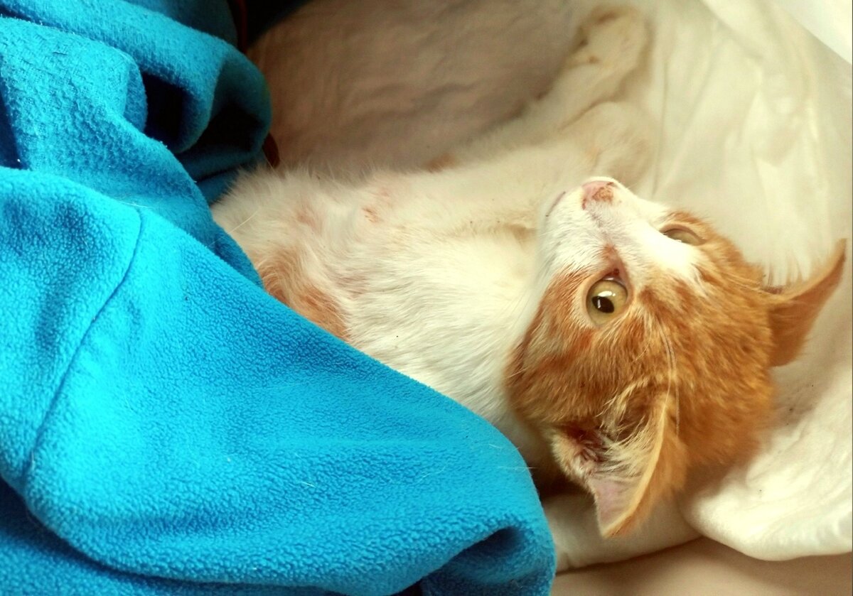 Буся держится из последних сил