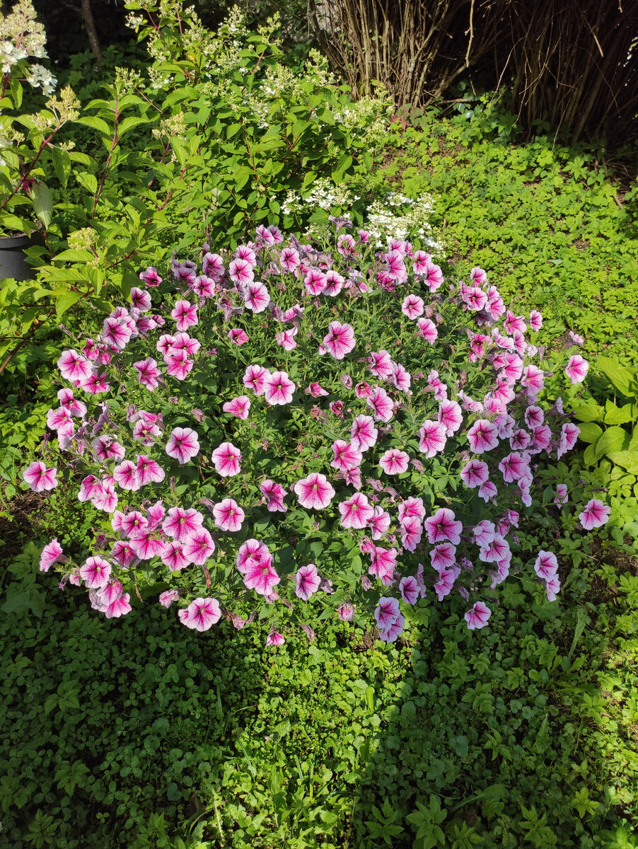 На начало августа даже opera raspberry ice уже выглядит не фонтан. 