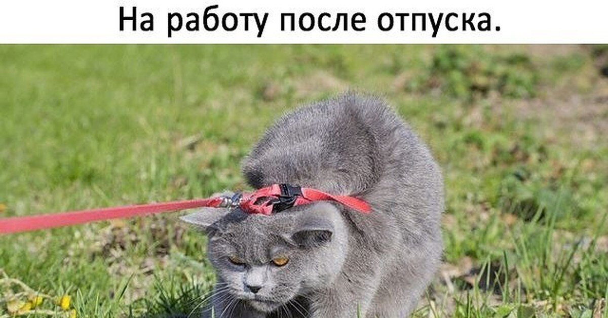 Первый день с отпуска картинки прикольные
