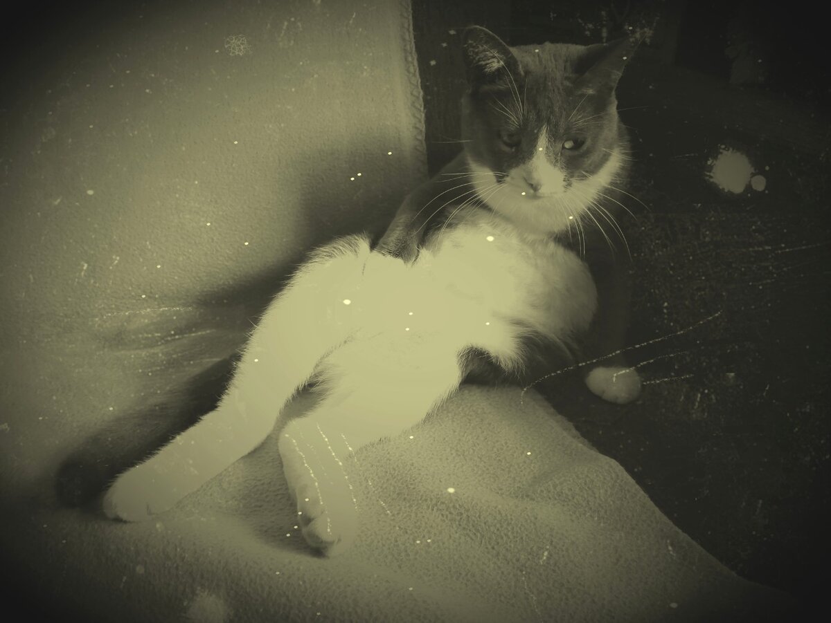 Кошка Саманта в мечтах появиться на картине Рембранта