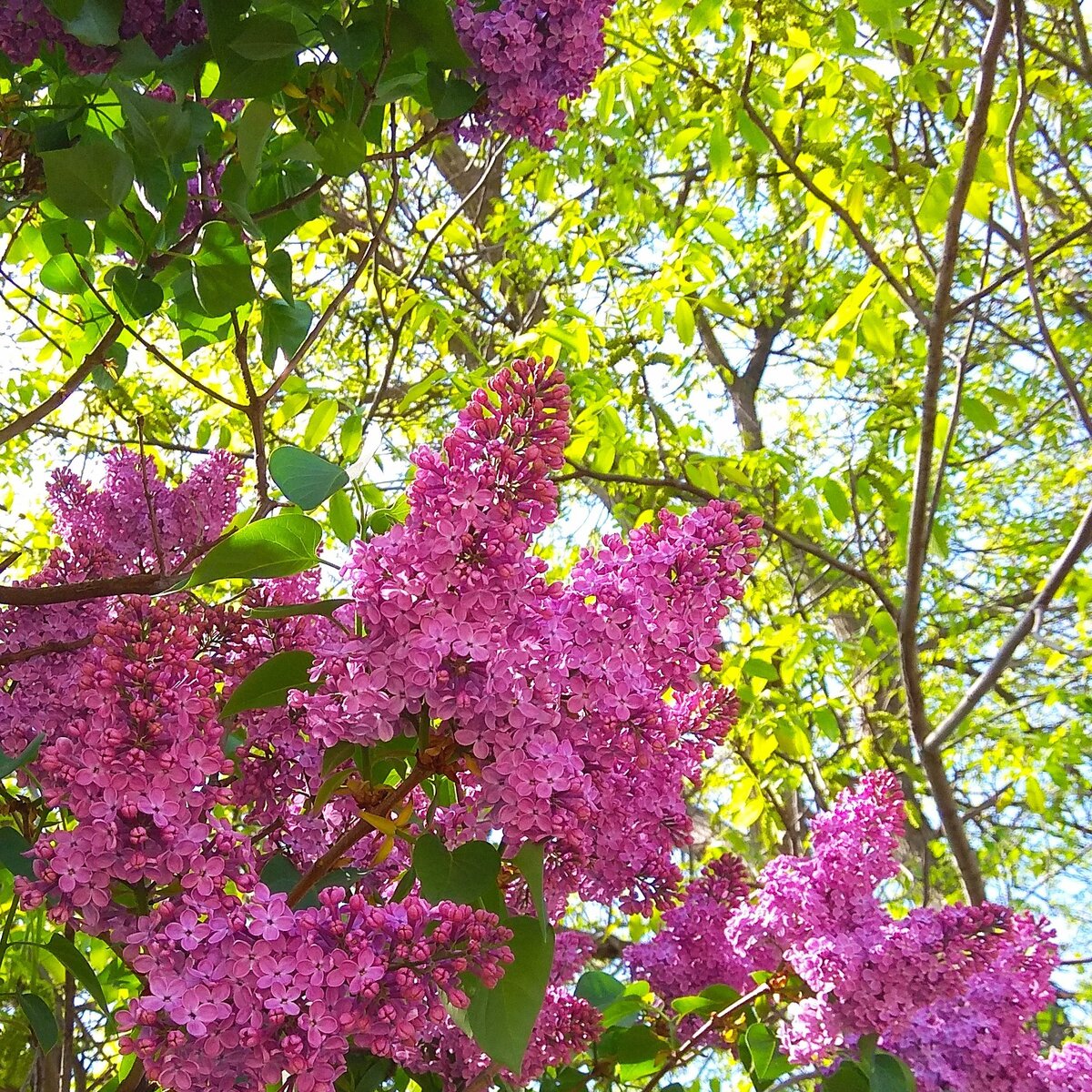 Сирень, Пятигорск