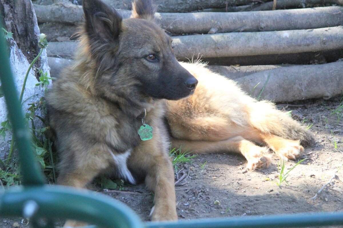 Собака Филипп из Банды Дворян