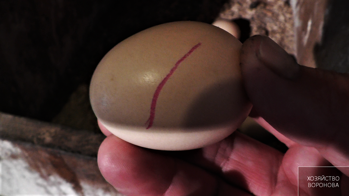 помеченное яйцо