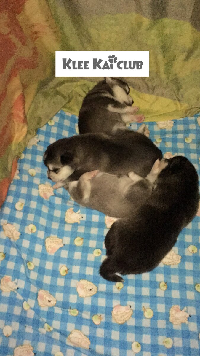 Ночной сон))) Благодарим за 👍)))