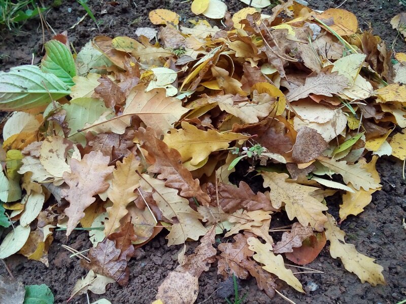 Листовой опад это. Укрытие крупнолистной гортензии осенью. Листовой опад. Дубовый опад. Укрытие листвой растений на зиму.