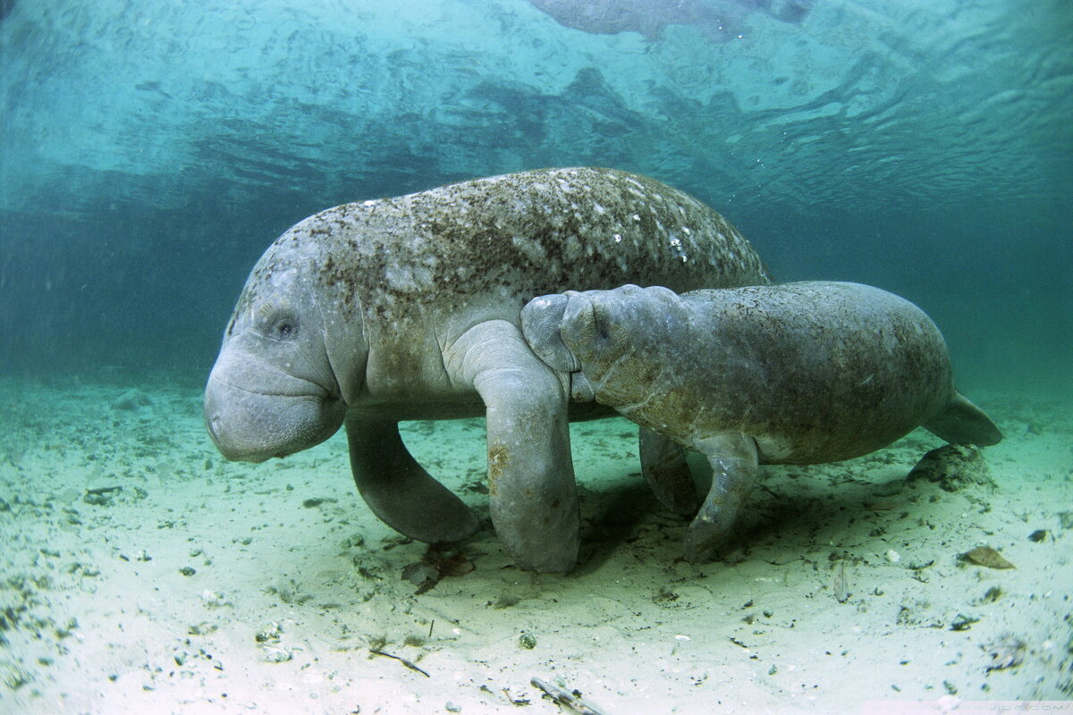  https://img3.goodfon.ru/original/2000x1333/0/46/dugong-child-underwater-baby.jpg