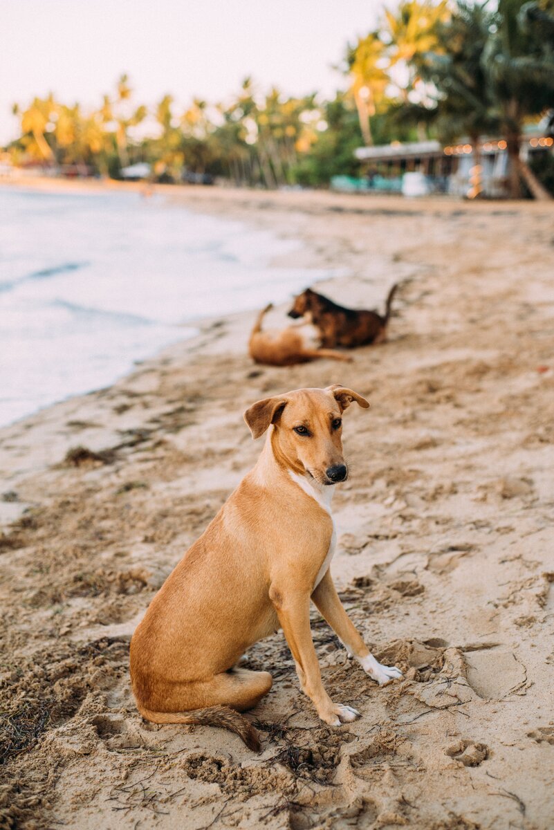 https://www.pexels.com/search/Bungou%20Stray%20Dogs/