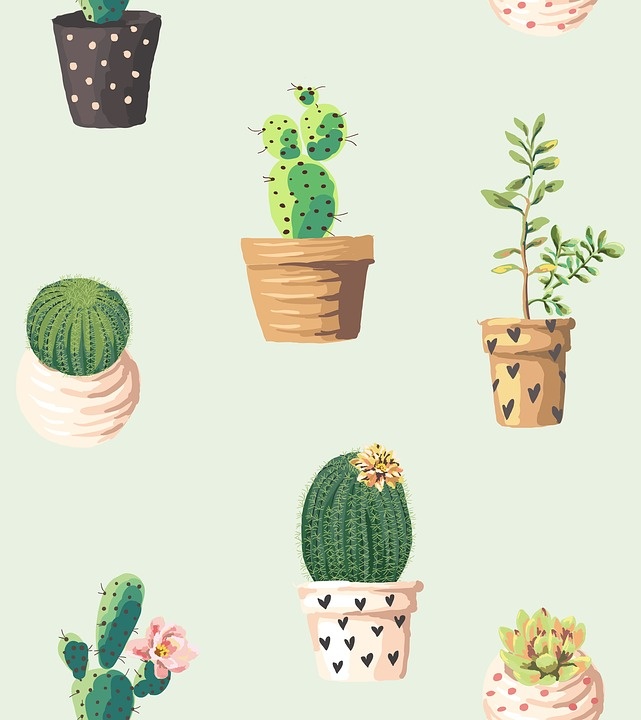 https://cdn.pixabay.com/photo/2017/03/31/15/34/cactus-2191647_960_720.jpg