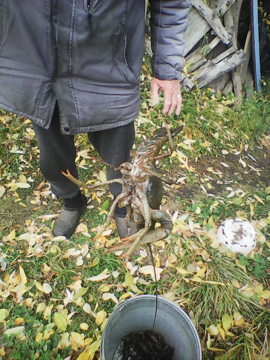 без одной клешни...