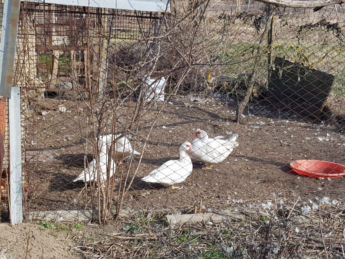 Мои первые утки