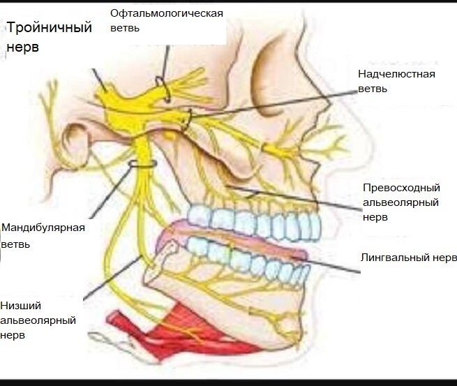 Воспаление тройничного лицевого нерва - симптомы и лечение