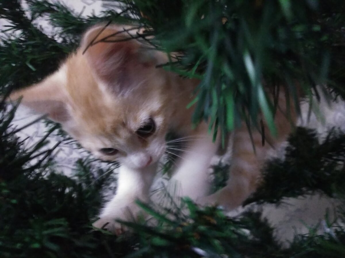 Рыжее счастье