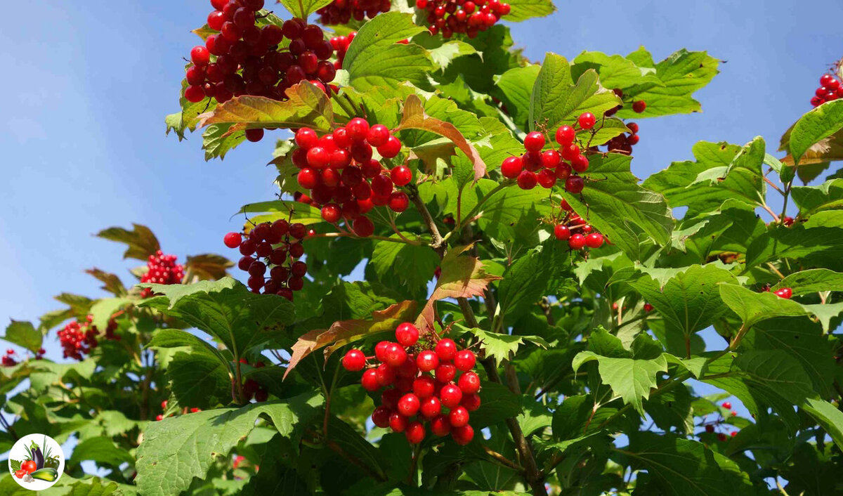 🍒Полезная ягода для здоровья Калина красная. Заготовки на зиму | Урожайная  грядка ❀ | Дзен