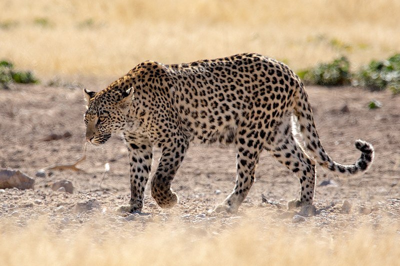 Из Wikimedia Commons, свободного хранилища СМИ