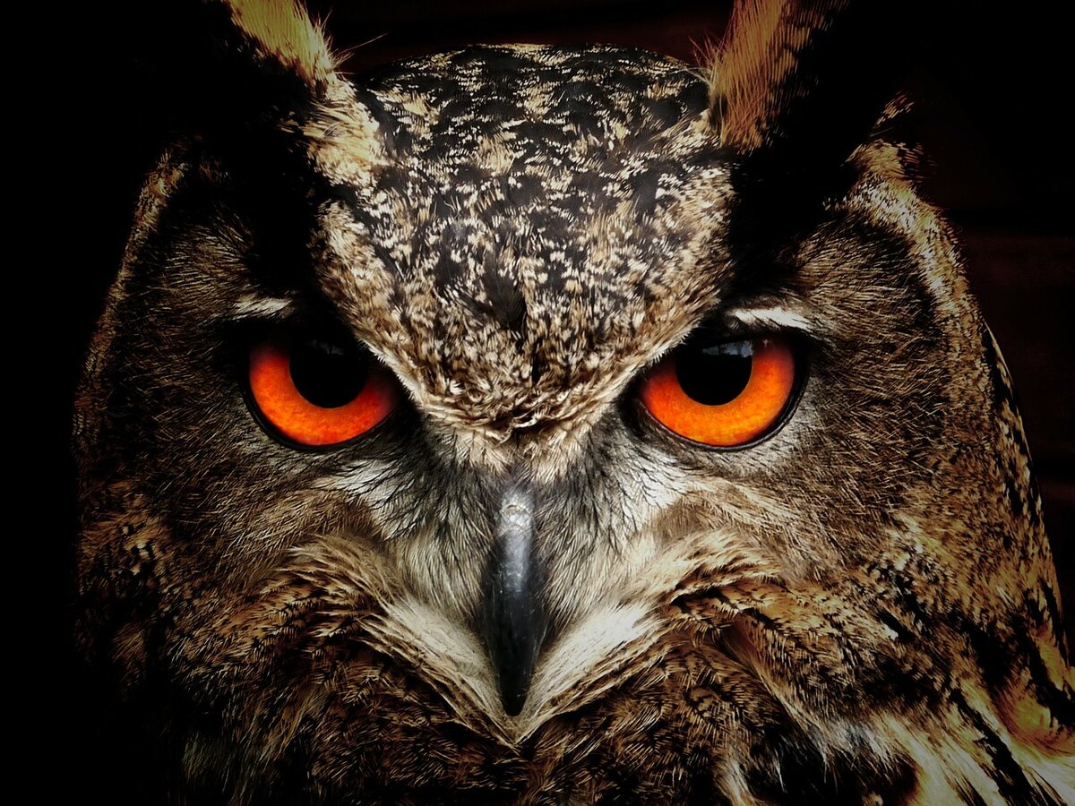 Источник: pixabay.com/ru/photos/сова-птица-глаза-филин-птицы-50267/