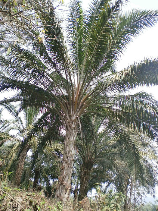 Масличные пальмы. Источник: Яндекс.Каритнки. https://upload.wikimedia.org/wikipedia/commons/thumb/3/39/Oil_palm_Plantation_%284%29.JPG/900px-Oil_palm_Plantation_%284%29.JPG