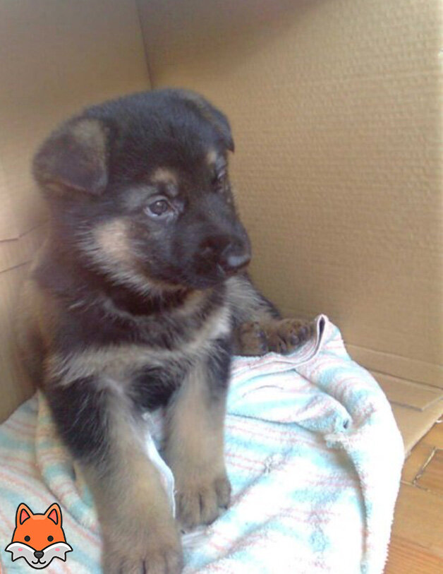 Тот самый щенок.
