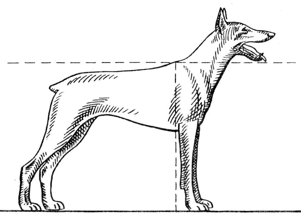 Как мерить собаку в холке фото правильно Как измерить рост собаки? Dog People: Собаки и Люди Дзен