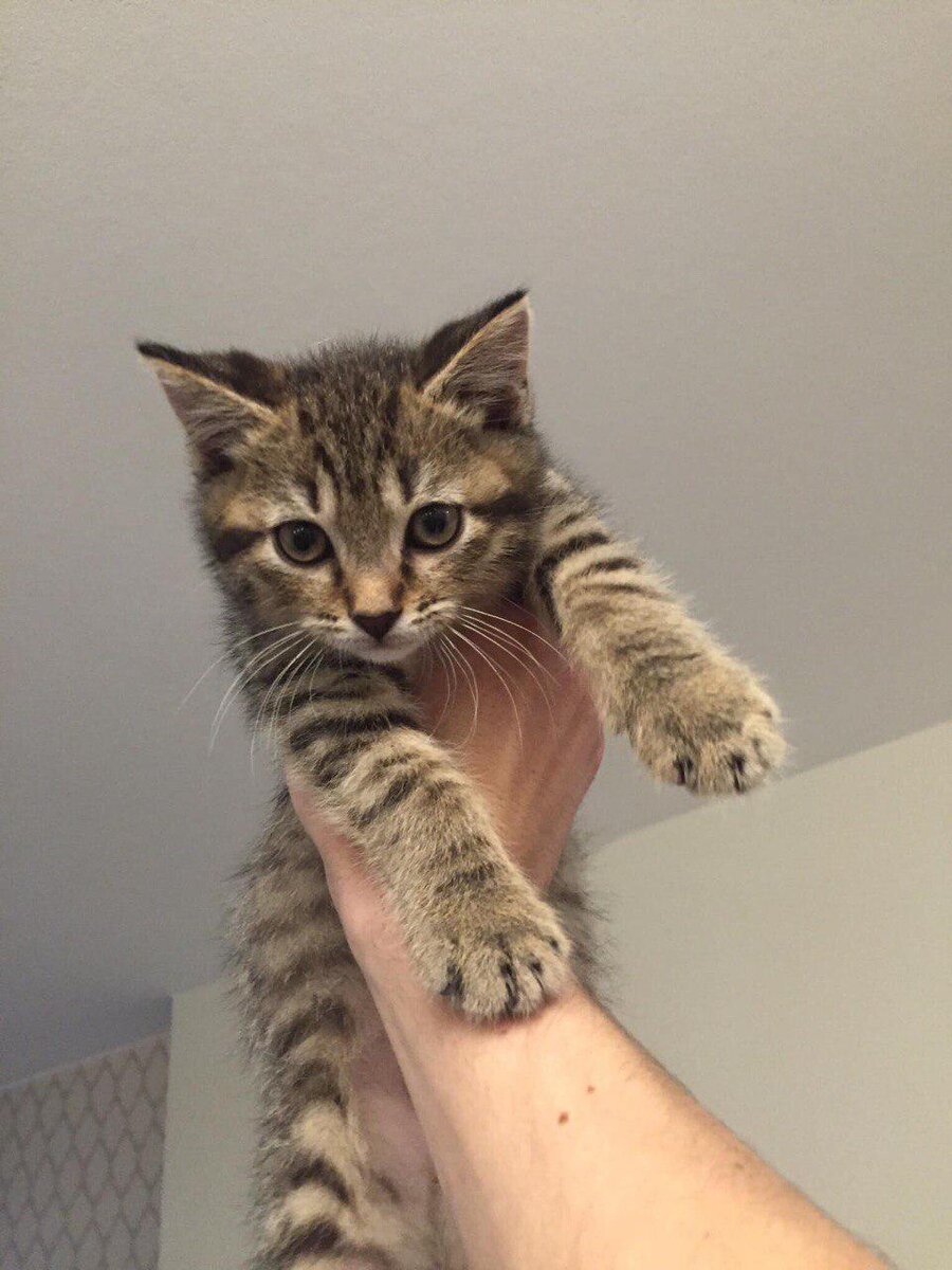 Толстый кот Виктор в юности