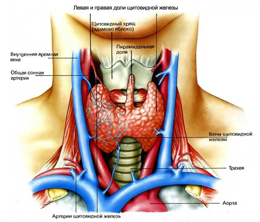 https://zozhnik.ru/wp-content/uploads/2017/12/thyroid.jpg