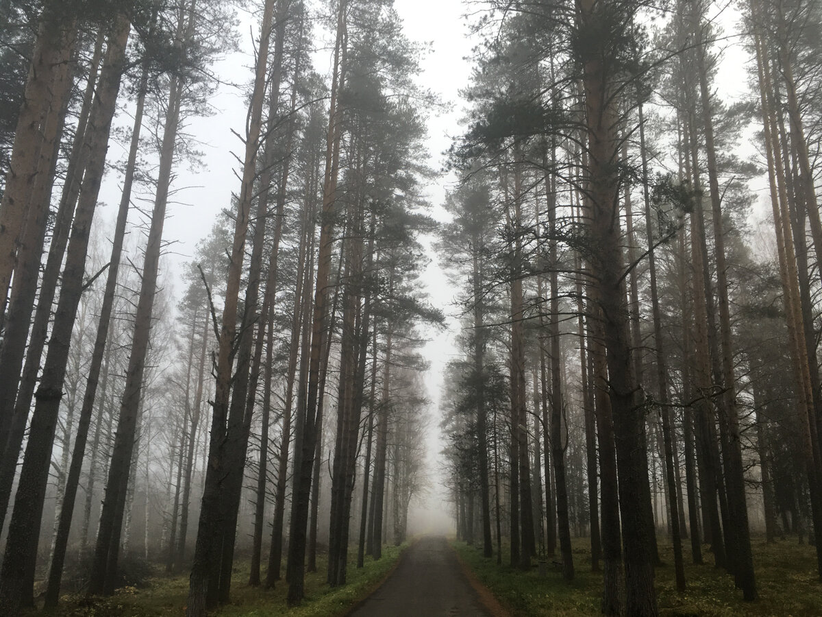 Фото сделано автором. Чтобы оценить — ставьте лайк статье.