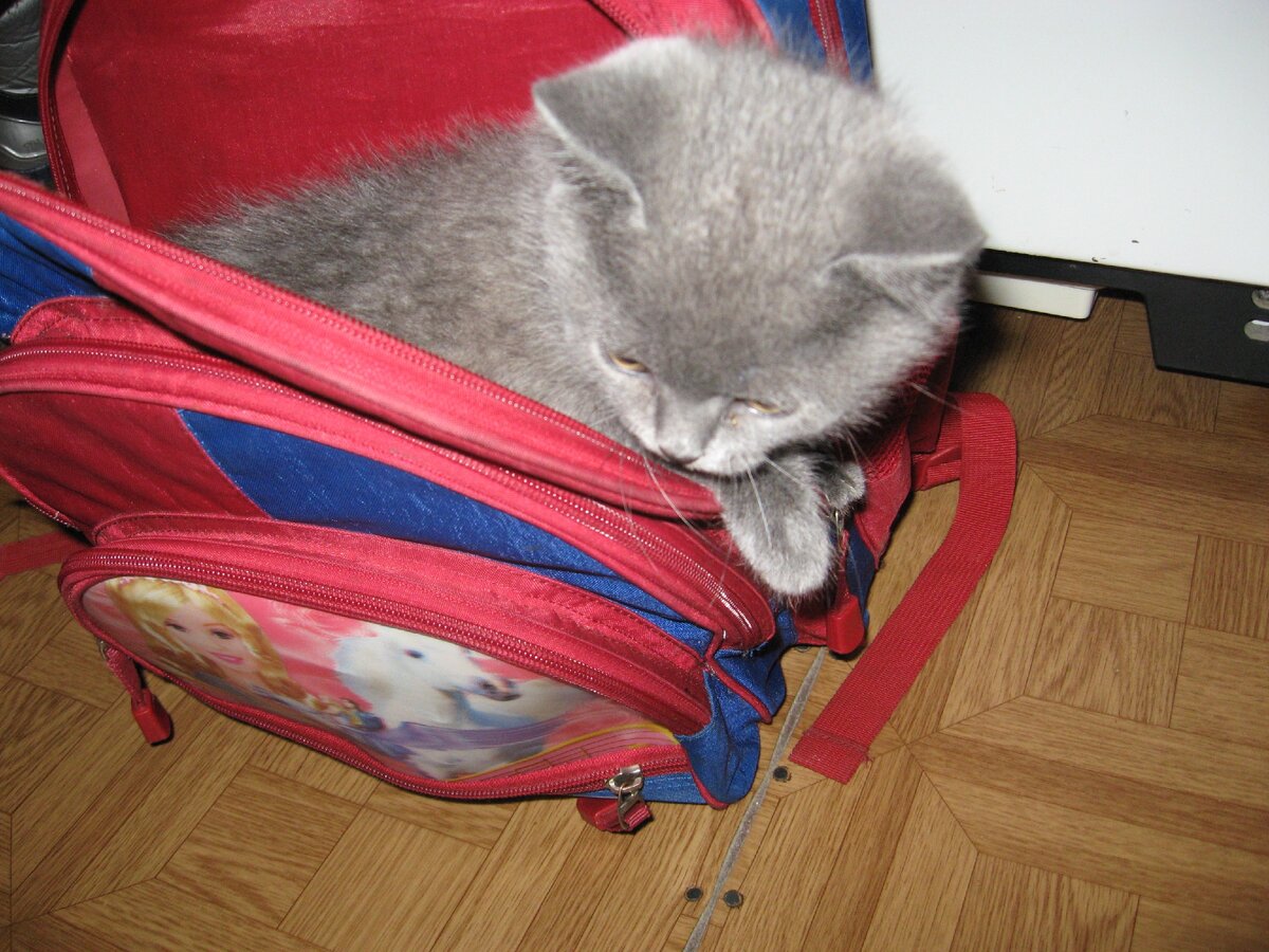 Фото Виктории Оглоблиной, участницы фотоконкурса "Четыре с хвостиком"