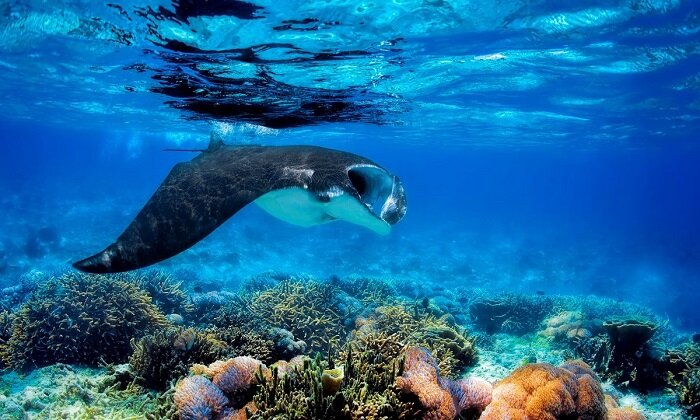 Скат под водой