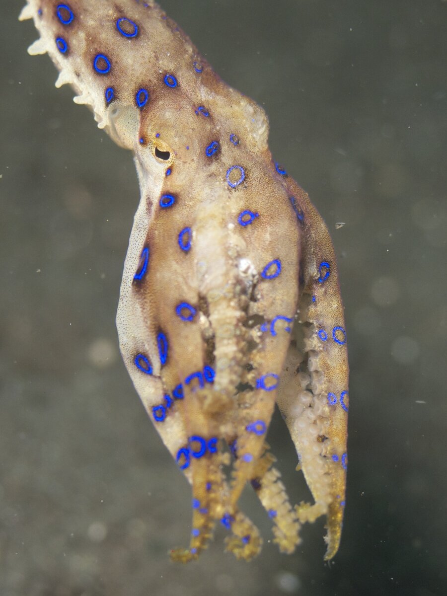 https://upload.wikimedia.org/wikipedia/commons/9/9e/Blue-Ringed_Octopus_%2814467248325%29.jpg