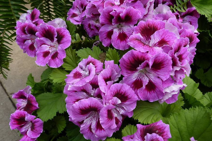 Домашние цветы пеларгония (герань)