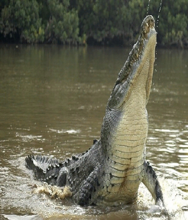 https://www.backpackerdeals.com/de/costa-rica/jaco/tarcoles-river-crocodile-safari-from-jaco