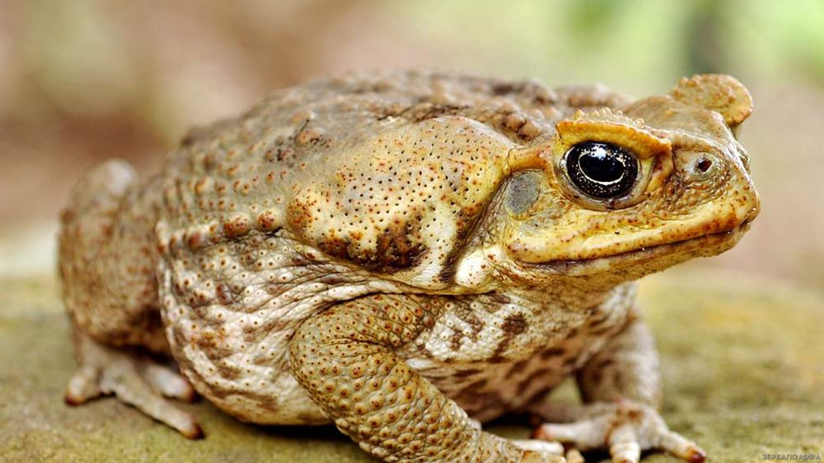 Жаба Ага Источник : Яндекс картинки