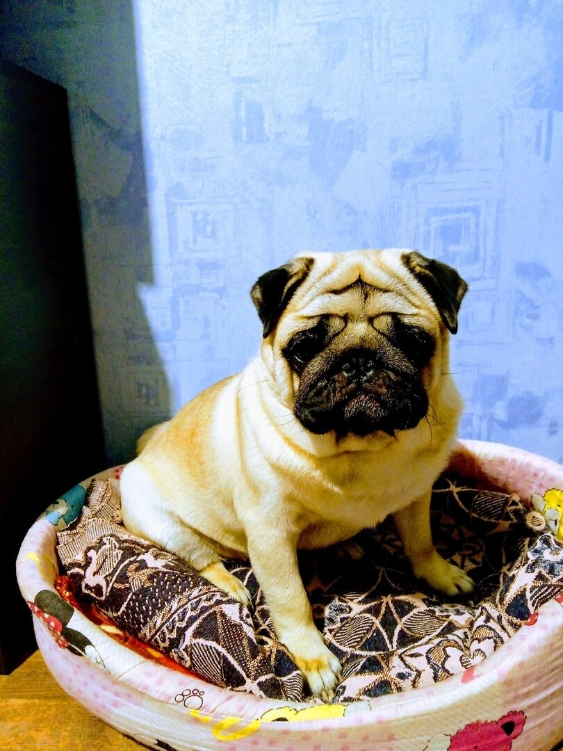              милашка мой