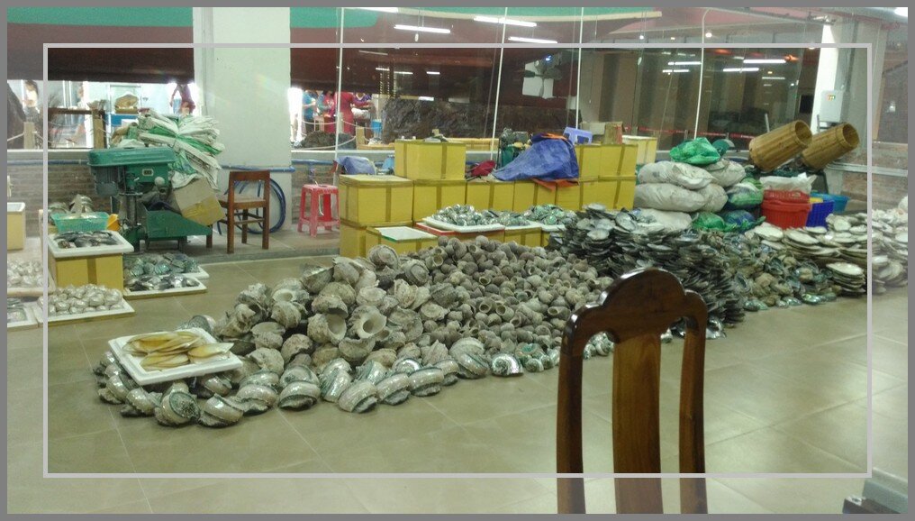 развалы ракушек