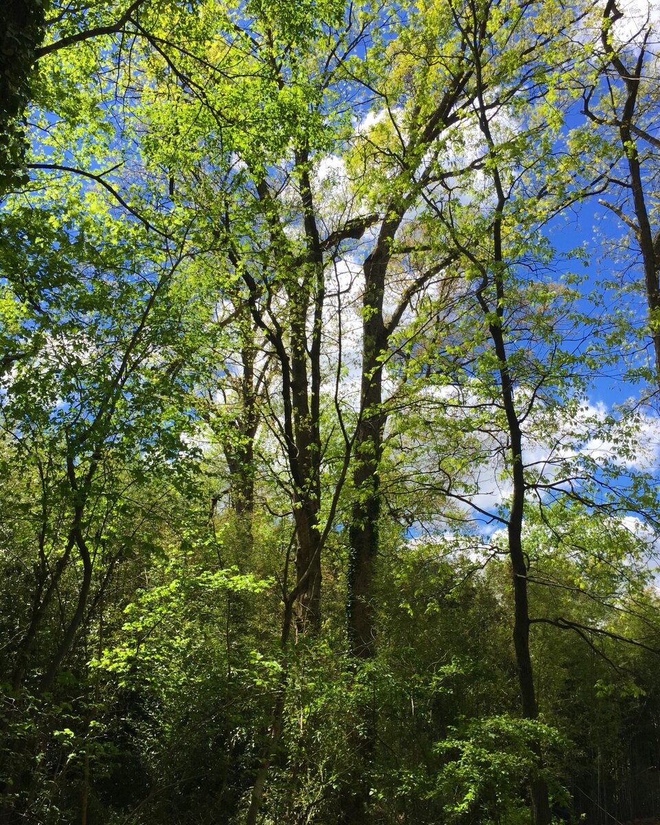 Весеннее небо сквозь листву