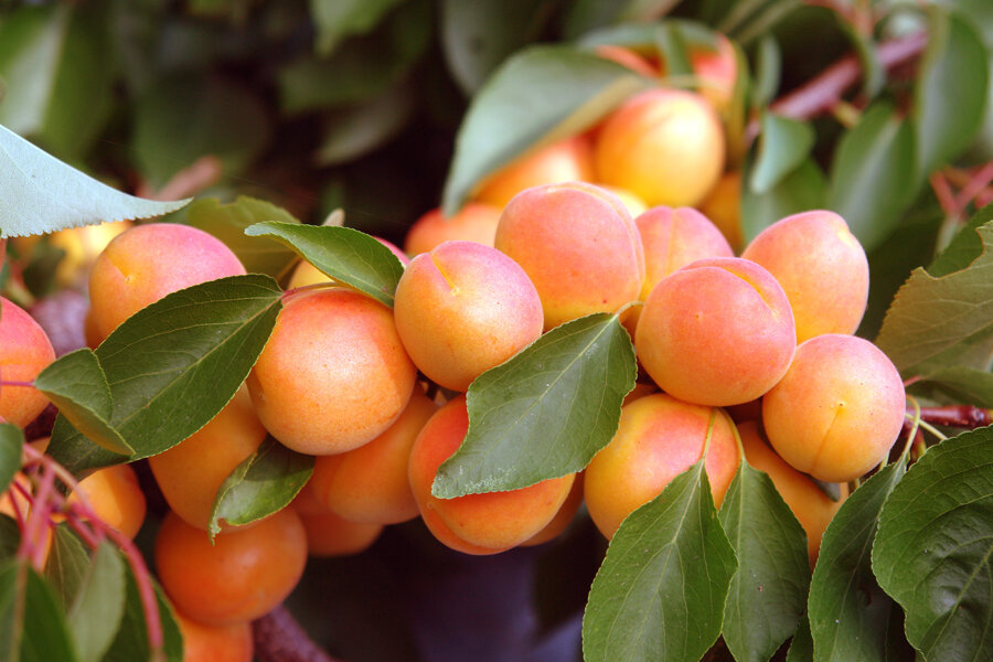 Фото из сети