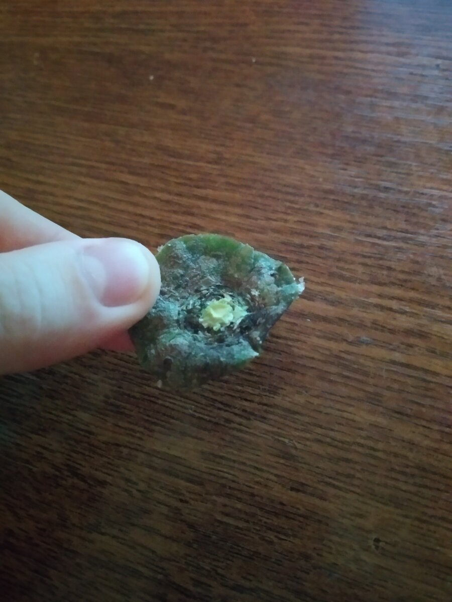 Верхушка редьки