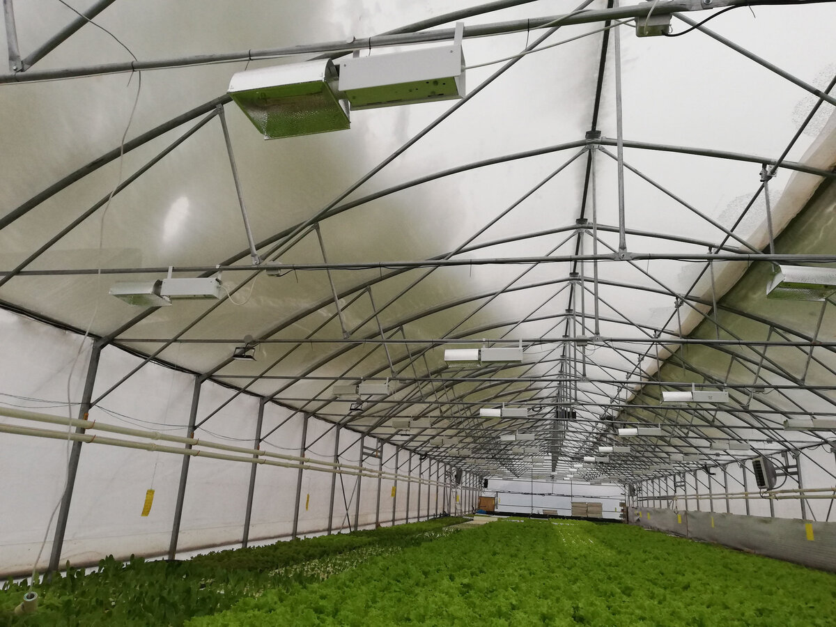 Я понимал, что пленочная теплица прочная. Вот и воочию увидел, как снег лежит на пленке