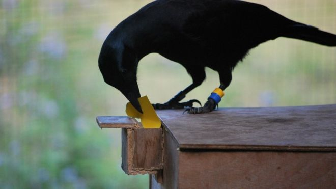 Почему ворон – самая умная птица в мире | МИР НАУКИ: интересное вокруг |  Дзен