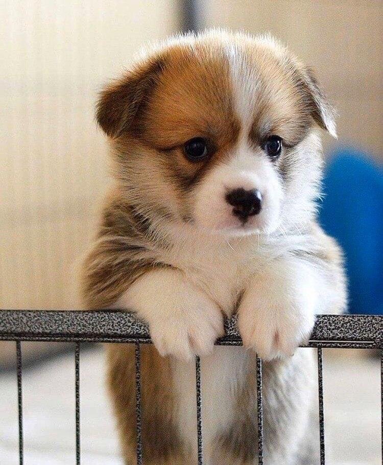 Маленькие корги выглядят невероятно мило и трогательно