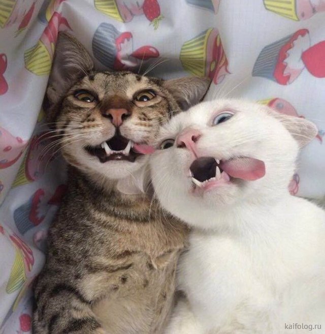 Фото с сайта http://kaifolog.ru/pozitiv/8630-martovskie-koty-45-foto.html