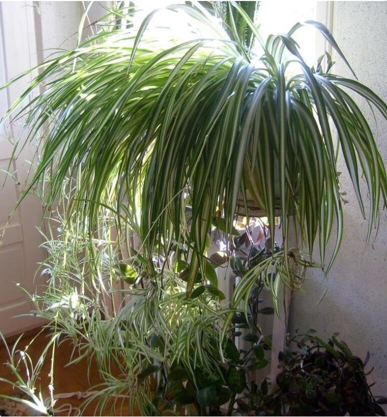 Хлорофитум 