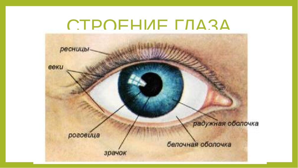Зрачок в организме человека выполняет функцию. Части глаза название. Строение глаза. Название всех частей глаза. Как называются части глаза.