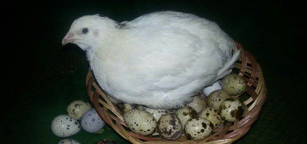 Фото я скопировал от сюда festima.ru