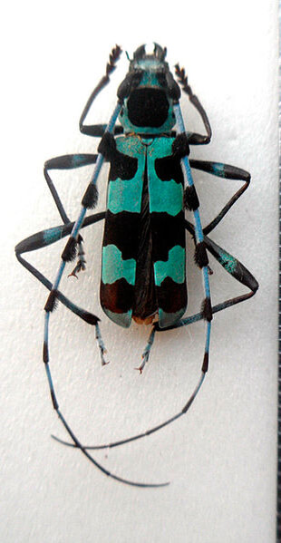 Rosalia coelestis
